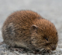 Výskyt hraboše polního v listopadu 2025